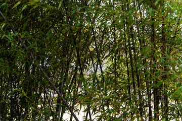 bamboo trees in the garden