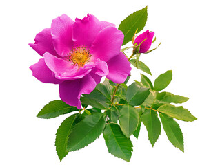 Obraz premium High-Quality PNG Pink rosa rugosa with leaves and bud Isolated on White Background – High Resolution