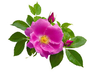 Obraz premium High-Quality PNG Pink rosa rugosa with leaves and bud Isolated on White Background – High Resolution