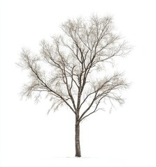 Obraz premium Bare deciduous tree isolated on white background.
