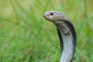 Fototapeta premium Naja sputatrix defensive positionon on the green grass
