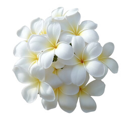 High-Quality PNG of Tropical flowers frangipani (plumeria) on transparent png Isolated on White Background &ndash; High Resolution