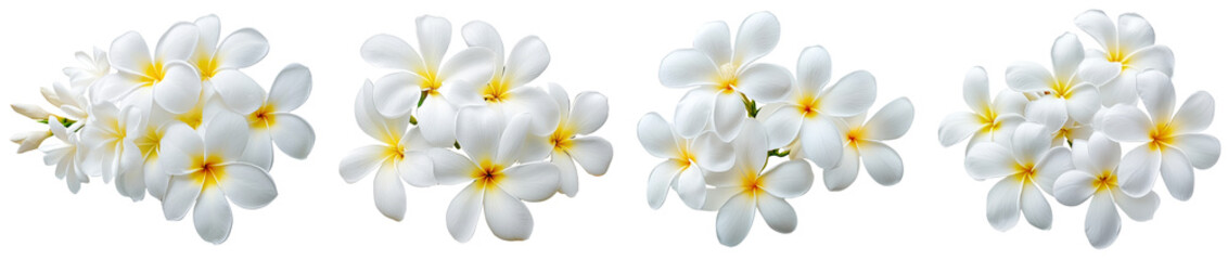 Fototapeta premium High-Quality PNG of Tropical flowers frangipani (plumeria) on transparent png Isolated on White Background – High Resolution