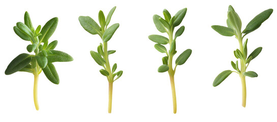 Fototapeta premium High-Quality PNG of Fresh green thyme herb falling in the air Isolated on White Background – High Resolution