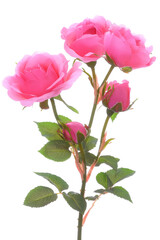 Bouquet of three bright beautiful pink roses with buds and green leaves on a white isolated background