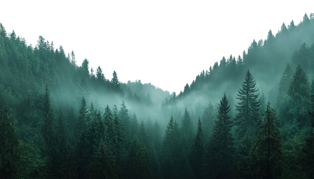 PNG Misty forest mountains with pine trees landscape nature outdoors.