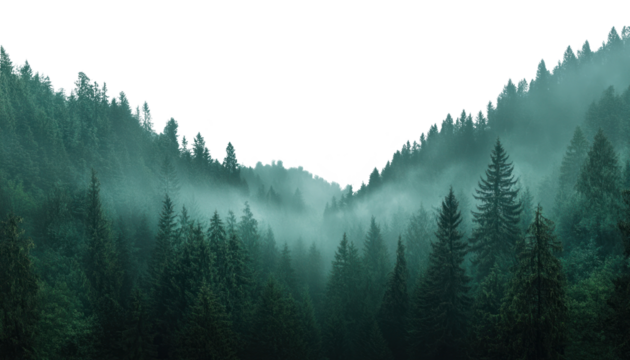 PNG Misty forest mountains with pine trees landscape nature outdoors.