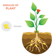 Illustration of Plant Nodules Nitrogen Fixation for Soil Enrichment