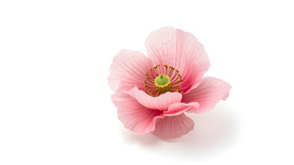 A single pink poppy flower with its delicate, papery petals, isolated on white