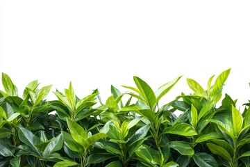 Obraz premium Lush green foliage isolated on white background.