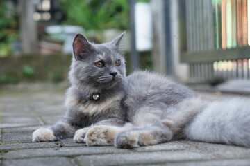 A ten month old gray Angora cat sits in the front yard of the house in the morning