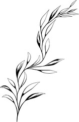 Hand drawn Flowers and Plants