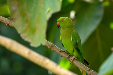Rose-Ringed Parakeet Perched on a Tree Branch