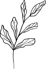 Hand drawn Flowers and plants