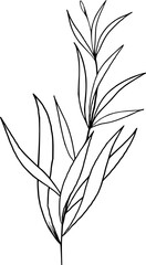 Hand drawn Flowers and plants