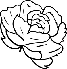 Hand drawn flowers and plants