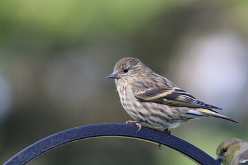 Pine Siskin