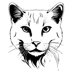 illustration of a cat