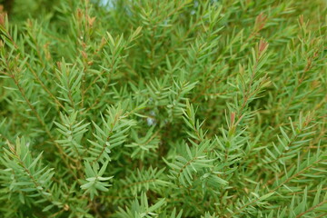 Melaleuca bracteata macro leaves small world