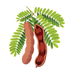Vibrant vector illustration of tamarind. Perfect for print and digital designs
