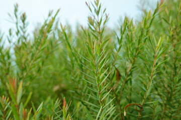 Melaleuca bracteata macro leaves small world