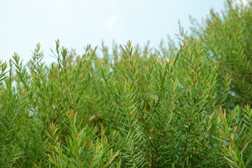 Melaleuca bracteata macro leaves small world