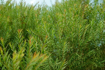 Melaleuca bracteata macro leaves small world