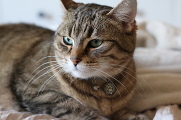 Close-Up of a Tabby Cat with Green Eyes