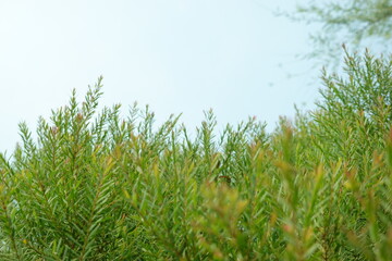 Melaleuca bracteata macro leaves small world