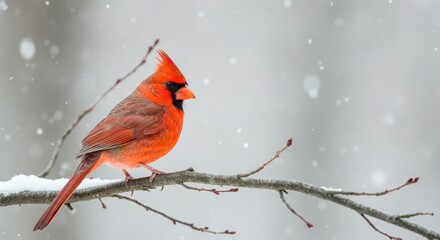 Vibrant red bird with crest perched on snowy branch