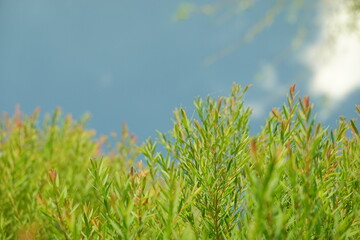 Melaleuca bracteata macro leaves small world