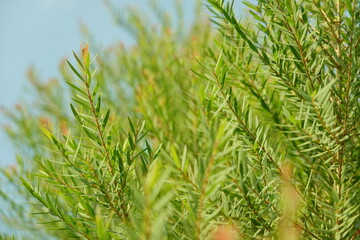 Melaleuca bracteata macro leaves small world
