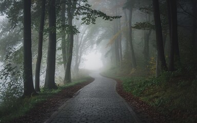 Obraz premium Fog in nature, Misty forest path winding through trees.