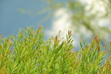 Melaleuca bracteata macro leaves small world