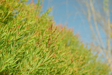 Melaleuca bracteata macro leaves small world