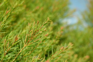 Melaleuca bracteata macro leaves small world