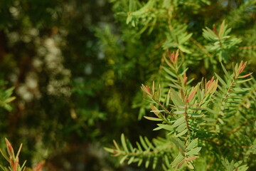 Melaleuca bracteata macro leaves small world