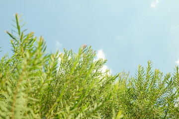 Melaleuca bracteata macro leaves small world
