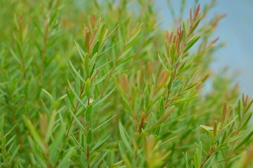 Melaleuca bracteata macro leaves small world