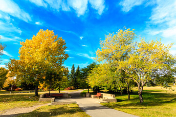 A park with two trees and a bench