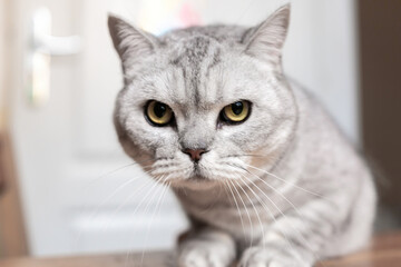 Cat Grey Eyes Closeup - A close-up shot of a grey cat with intense green eyes looking directly at the camera. The cat's expression is serious and focused.