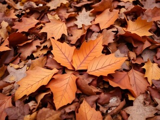 autumn leaves background
