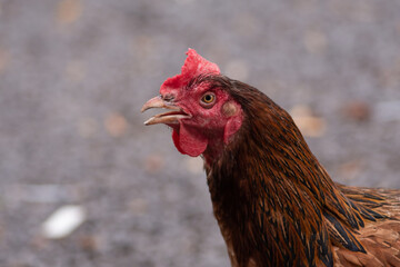 A hen tilts its head to the sky with a curious and serene demeanor.