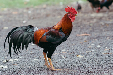 King of the Coop