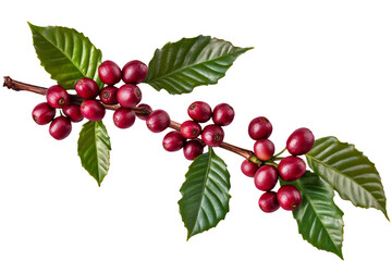 High-Quality PNG of Fresh Arabica Coffee beans ripening isolated on white background – High Resolution