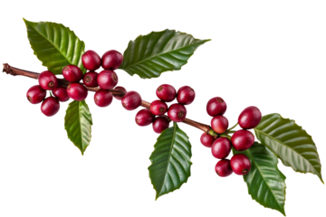 High-Quality PNG of Fresh Arabica Coffee beans ripening isolated on white background – High Resolution