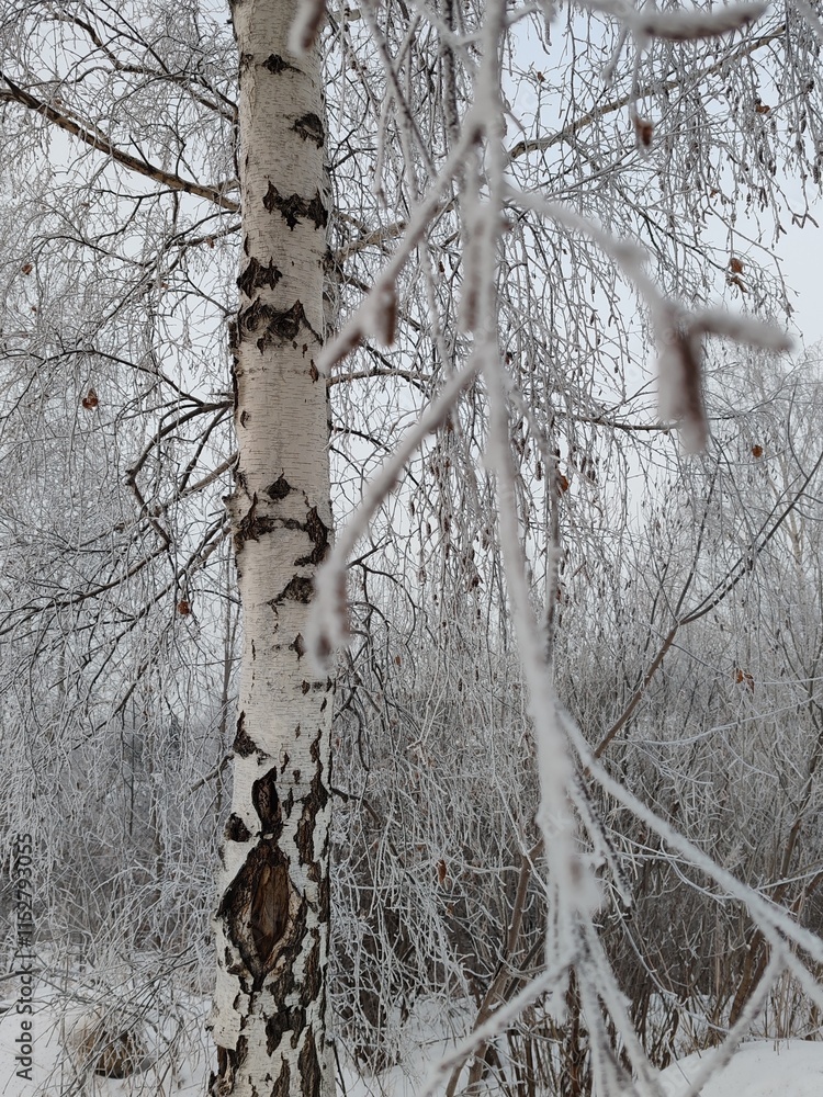 Poster A tree with snow on it and a branch with a few leaves