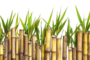 Fototapeta premium A vibrant display of fresh sugarcanes, meticulously arranged for visual appeal and showcasing their natural sweetness.
