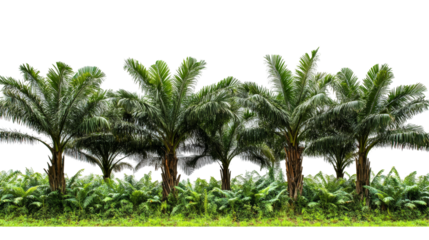 A striking image of oil palm plants, featuring their iconic fan-shaped leaves and sturdy trunks, showcasing their majestic presence