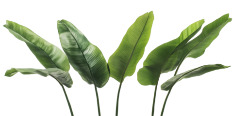 A visually appealing image of isolated banana plants, highlighting their graceful stems and expansive leaves, suggesting a sense of tranquility and natural elegance